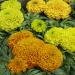 African Marigold Taishan Flower Container Mix