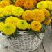 Tagetes Erecta Taishan Mix