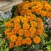 French Marigold Durango Tangerine Container Plant