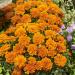 Tagetes Patula Durango Tangerine Flowers