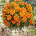 Tagetes Patula Durango Tangerine