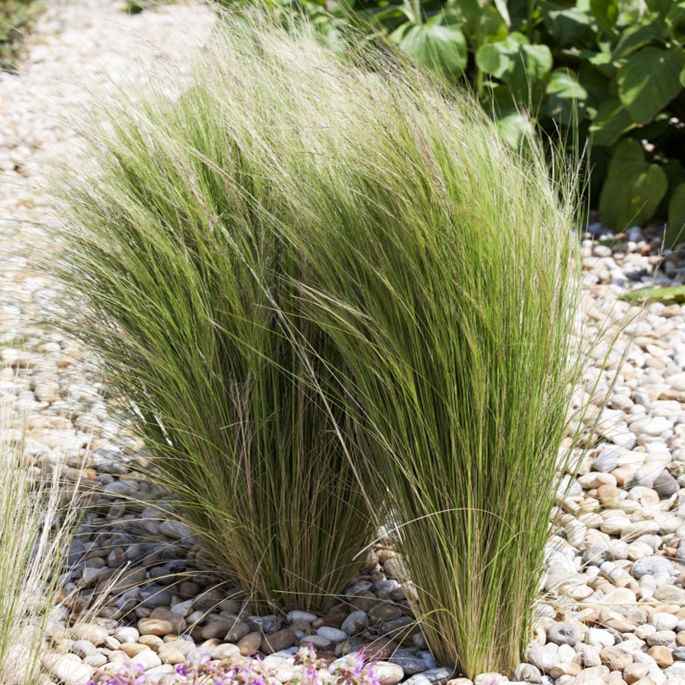 Stipa Tenuissima Mexican Feather Grass