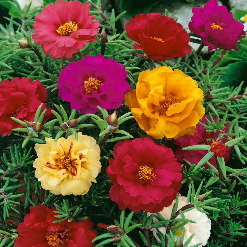 Moss Rose Portulaca Seed Mix For Planting - Ground Cover Plant Seed Mix