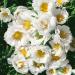 Moss Rose Sundial White Flowers