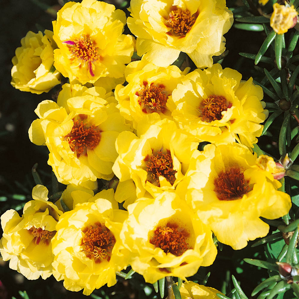 Drought Tolerant Moss Rose Yellow Portulaca Ground Cover Plant