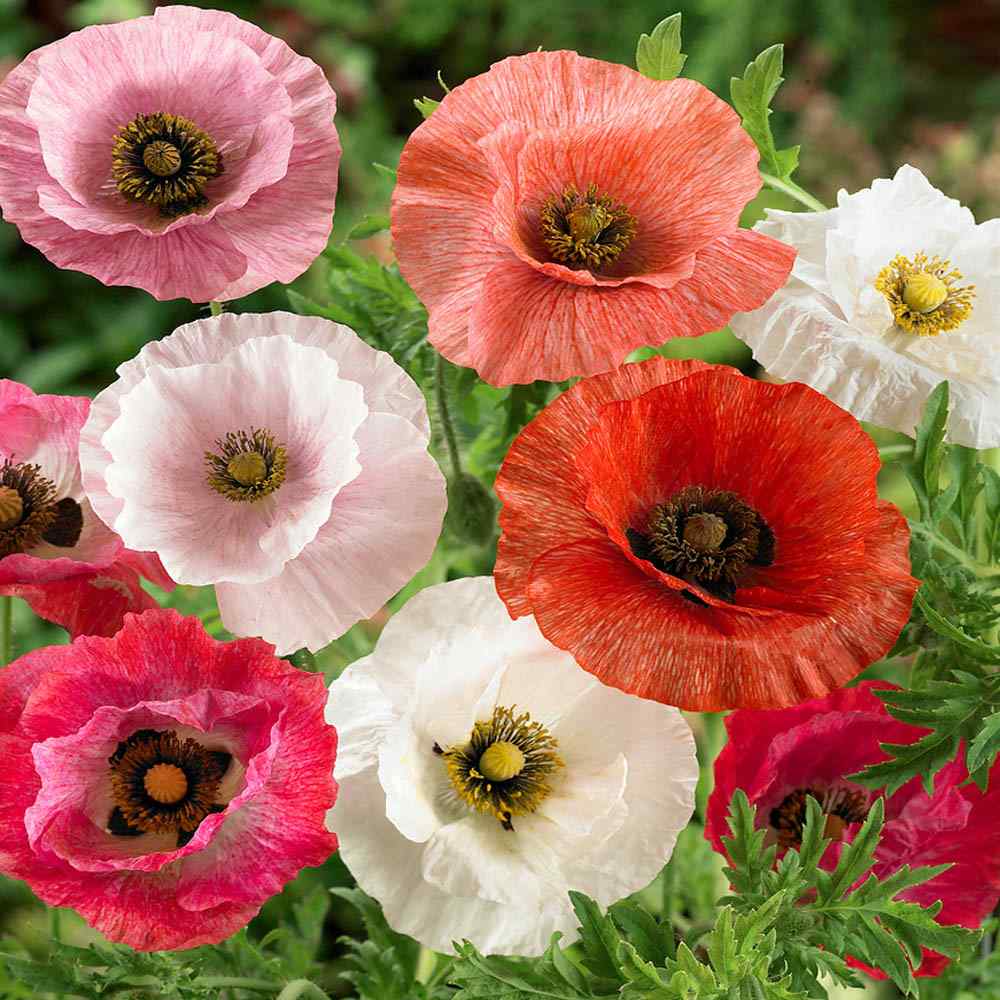 pink poppies