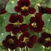 Tropaeolum nanum Tom Thumb Black Velvet