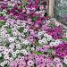 Osteospermum Akila Daisy Flower Mix