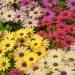 Osteospermum Grand Canyon Garden Flowers