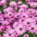 Osteospermum Grand Canyon African Daisy