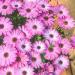 African Daisy Lavender Shades Flower Seeds