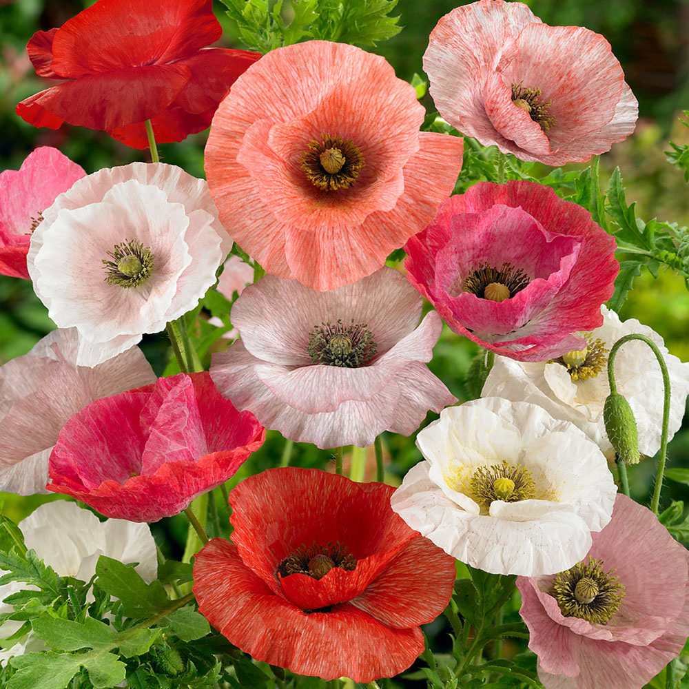 Papaver Rhoeas Mother of Pearl Poppy Seeds