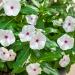 Periwinkle Polka Dot Ground Cover