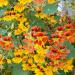 Nasturtium Phoenix Vining Plant