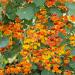 Tropaeolum Phoenix Climbing Vine