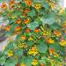 Nasturtium Phoenix Mix Seeds