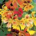 Nasturtium Phoenix Climbing Vine