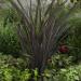 Nez Zealand Flax Purple Foliage Plant