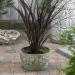 New Zealand Flax Ornamental Plants