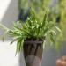 Plantago Lanceolata Plants