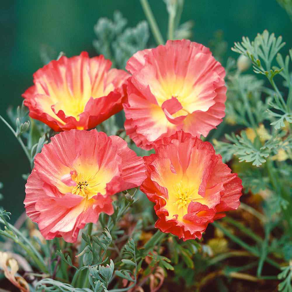 Eschscholzia Californica Poppy Rose Chiffon