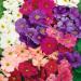 Common Primrose Libre Flower Seed Mix