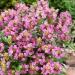 Prunella Rose Ground Cover Plants
