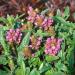 Prunella Rose Drought Tolerant Plants