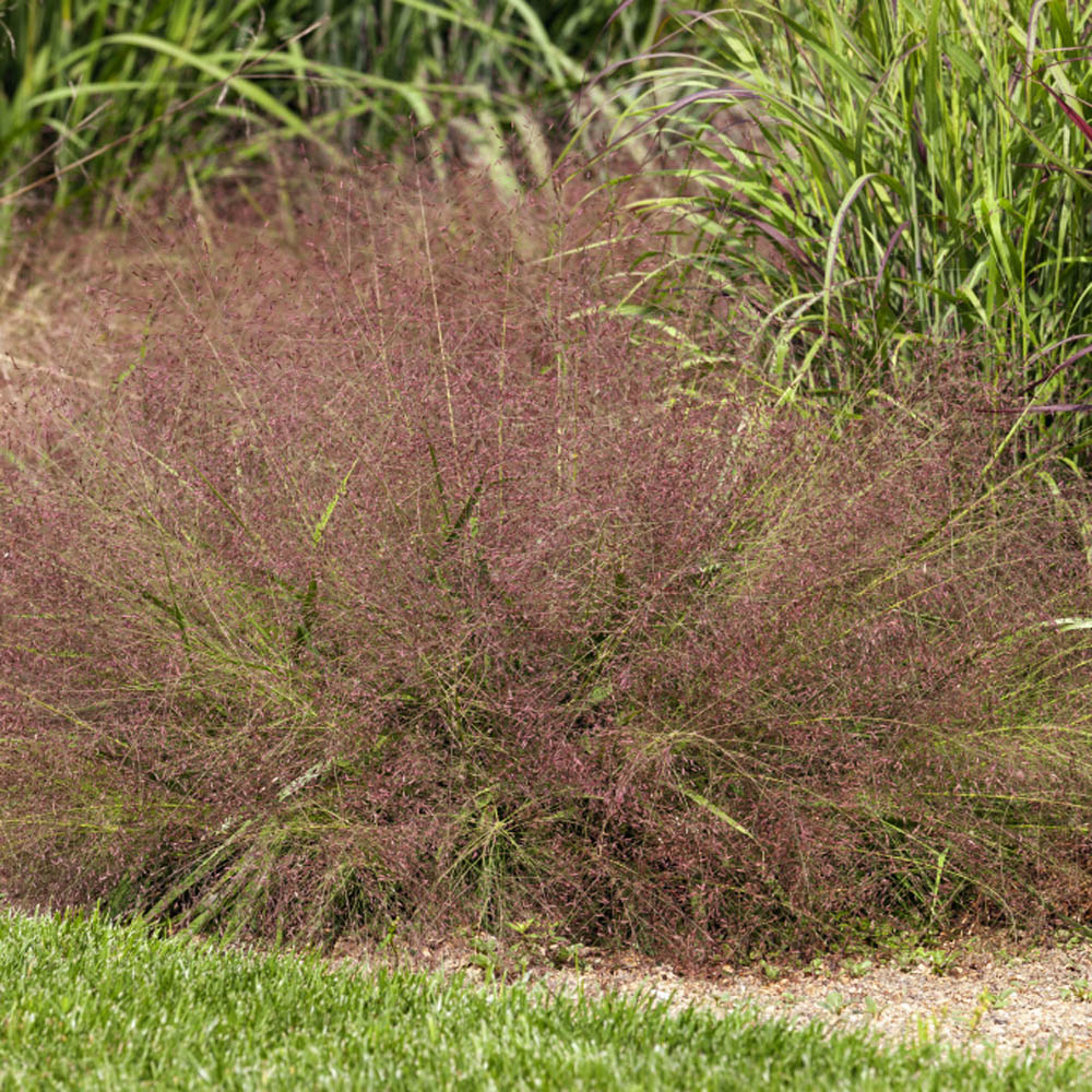grass varieties purple