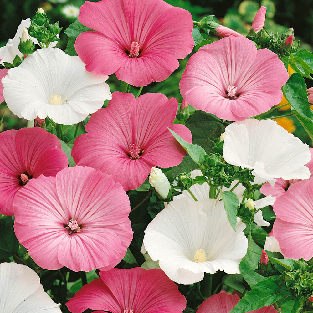 Rose Mallow Seeds - Flower Seed