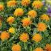 Carthamus Tinctorius Yellow Safflower