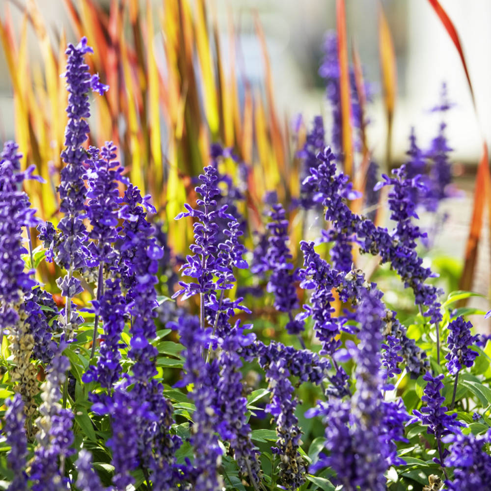 POWERS TO FLOWERS - SALVIA FARINACEA BLU IN VASO CERAMICA, pianta vera