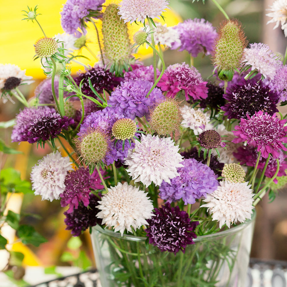 Scabiosa Seeds | Double Mix