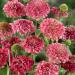 Scabiosa Pincushion Salmon Queen Flowers