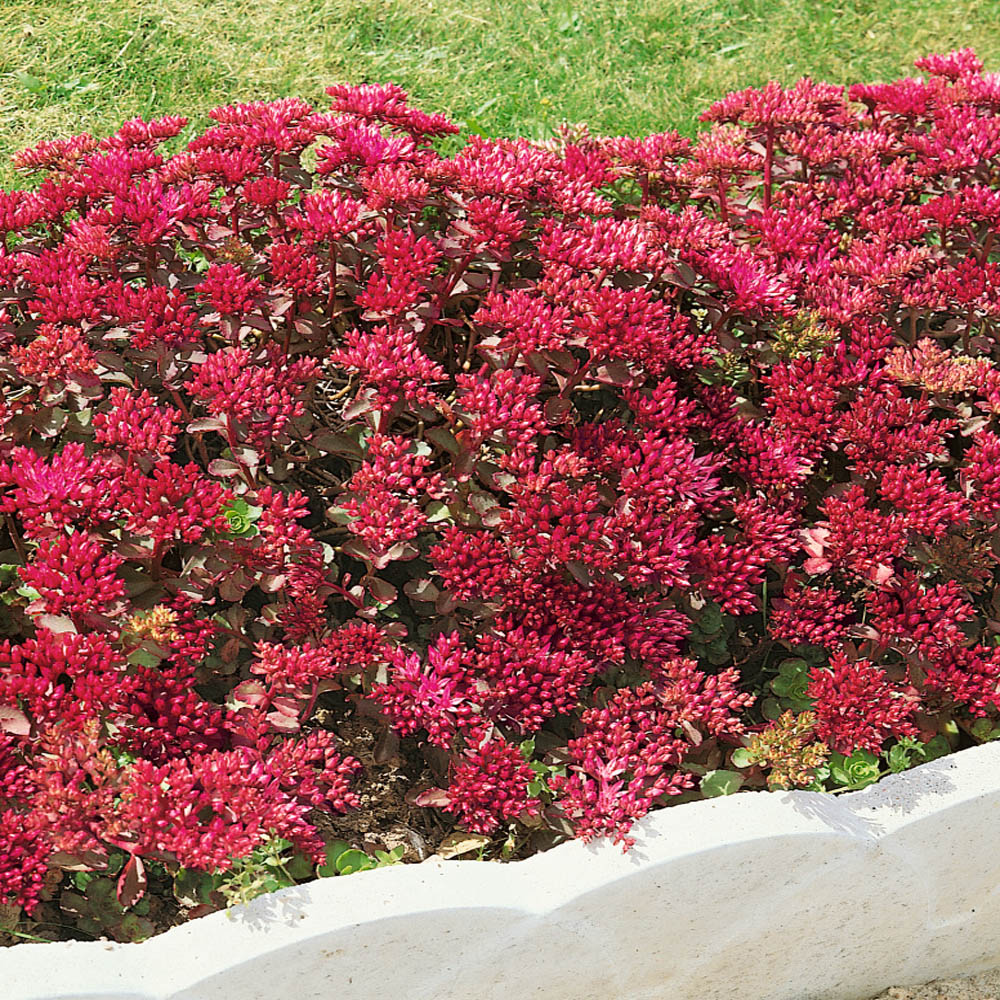 Sedum Dragon S Blood Seed Red Stonecrop Ground Cover Seeds