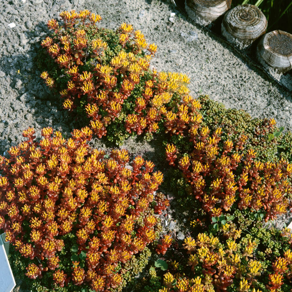 Sedum Oreganum