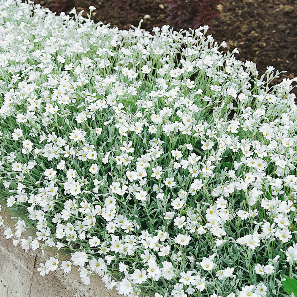 Image of Ice plant snow in summer ground cover