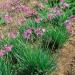 purple garlic flowers