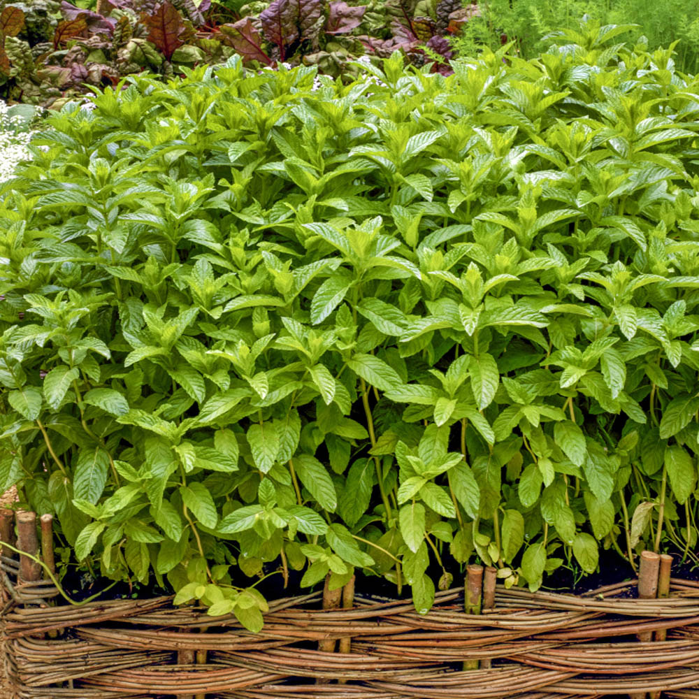 Mentha spicata (Mint, Spearmint)  North Carolina Extension Gardener Plant  Toolbox