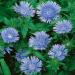 Stokesia Blue Star Garden Flowers