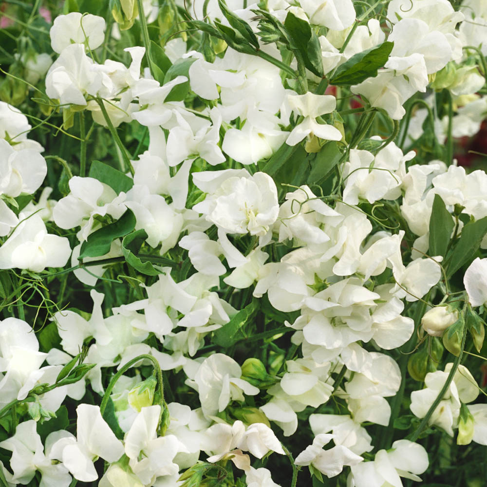 Sweet Peas Seed - Royal White Sweet Pea Flower Seeds