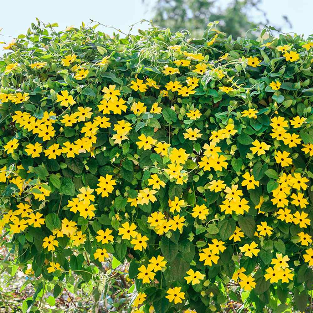 Thunbergia Seeds - Yellow Black Eyed Susan Vine Flower Seed