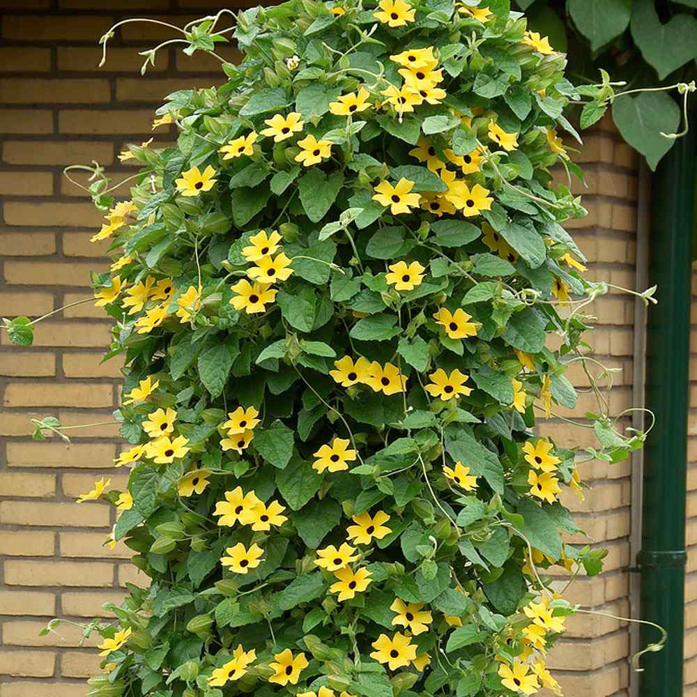 Thunbergia Seeds - Yellow Black Eyed Susan Vine Flower Seed