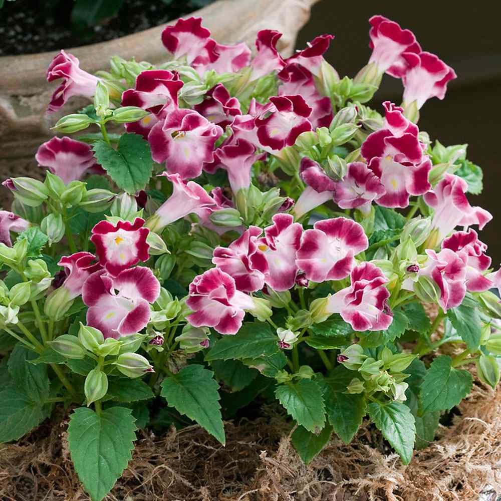 Wishbone Burgundy Garden Flowers