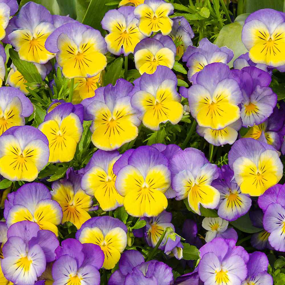 Pansy Seeds - Pansy Ultima Morpho Flowers