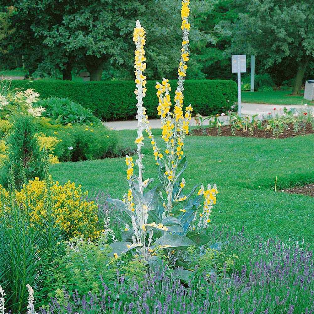 Verbascum Arctic Summer Silver Mullein Garden Flower Plant Seeds