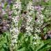 Verbascum Wedding Candles