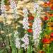 Verbascum Wedding Candles Seed