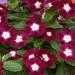 Periwinkle Mediterranean Burgundy Flowers