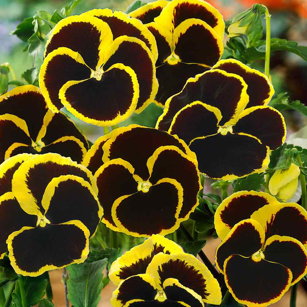 PANSY BLACK FLOWER- 100Seeds.Viola Wittrockiana Biennial rare BLACK flowers.